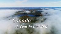 Ch5 Canada A Year in the Wild 3of4 Autumn 720p HDTV x264 AAC