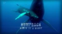 Ch5 Humpback Whale Birth of a Giant 720p HDTV x264 AAC