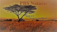 PBS Nature Equus Story of the Horse Series 1 2of2 Chasing the Wind 1080p HDTV x264 AAC