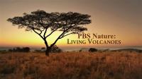 PBS Nature Living Volcanoes 1080p HDTV x264 AAC
