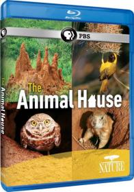 PBS Nature The Animal House 2011 x264 BDRip (AVC) by F-Torrents