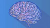 Udemy - Neuroscience Synthesis To Rewire Your Brain