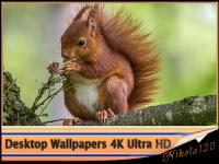 Desktop Wallpapers (4K) Ultra HD. Part (231)