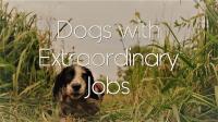 Dogs With Extraordinary Jobs Series 1 Part 1 The Rescuers 1080p HDTV x264AAC