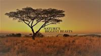 PBS Nature Series 38 Part 7 Natures Biggest Beasts 1080p HDTV x264 AAC
