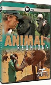 PBS Nature Animal Reunions 1080p HDTV x264 AAC