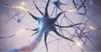 Udemy - Neuroplasticity- How To Rewire Your Brain 2020