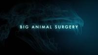 BBC Big Animal Surgery 1of3 Lion 1080p HDTV x265 AAC