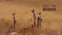 Meet the Meerkats 1080p HDTV x264 AAC