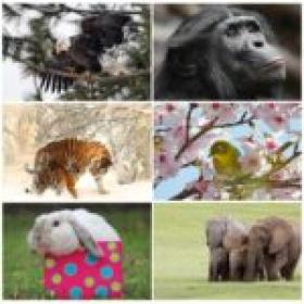 50 Amazing Animals HD Wallpapers Up to 4k 8k Set 1
