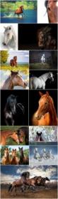 Beautiful horse 2 - 15xHQ JPEG