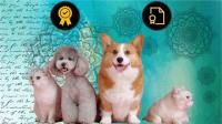 Fully Accredited Animal Reiki Practitioner Certification