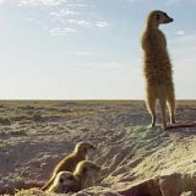 Dynasties UK S01E00 Meerkat Special 720p HDTV x264-M0RETV[TGx]