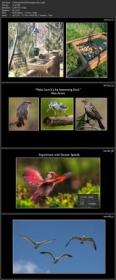 KelbyOne - Backyard Bird Photography and Beyond