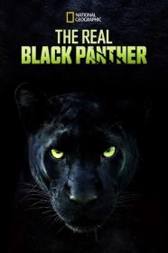 The Real Black Panther 2020 1080p HDTV H264<span style=color:#39a8bb>-CBFM[TGx]</span>