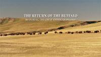 Return Of The Buffalo Restoring The Great American Prairie 1080p HDTV x264 AAC