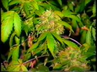 Cannabis Collection - Sea Of Green - Growing Cannabis