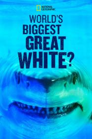 Worlds Biggest Great White Shark (2019) [720p] [WEBRip] <span style=color:#39a8bb>[YTS]</span>