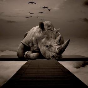 Joe Milausnic - 2022 - Sign Of The Rhinoceros [FLAC]