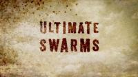 BBC Ultimate Swarms 1080p HDTV x265 AAC