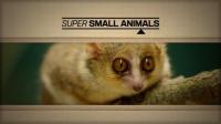 BBC Super Small Animals 1080p HDTV x265 AAC