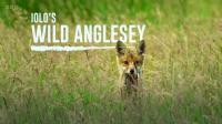BBC Iolos Wild Anglesey 1080p x265 AAC