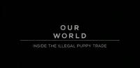 BBC Our World 2023 Inside the Illegal Puppy Trade 1080p HDTV x265 AAC