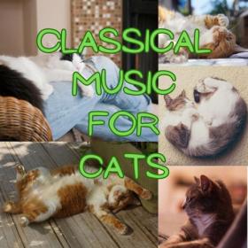 Various Artists - Classical Music for Cats (2023) Mp3 320kbps [PMEDIA] ⭐️