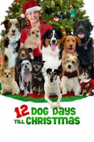 12 Dog Days of Christmas 2014 PROPER 1080p WEBRip x265-LAMA[TGx]