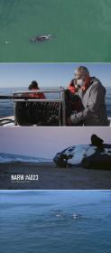NOVA S50E07 Saving the Right Whale 480p x264<span style=color:#39a8bb>-RUBiK</span>