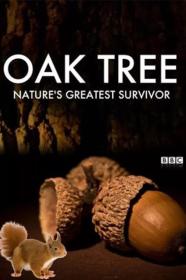 Oak Tree Natures Greatest Survivor (2015) [1080p] [WEBRip] <span style=color:#39a8bb>[YTS]</span>