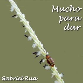 Gabriel Rua - Mucho para Dar (2024)  - WEB FLAC 16BITS 44 1KHZ-EICHBAUM